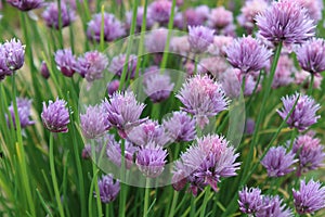 Chives bloom in the garden