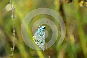 Butterfly moth shot on the grass close-up