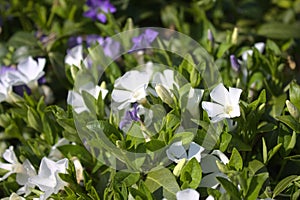 Common periwinkle in the garden