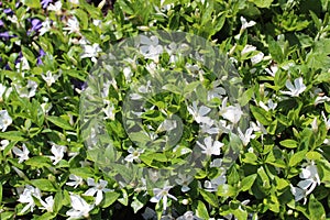 Common periwinkle in the garden