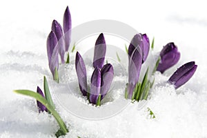 Crocus in the snow