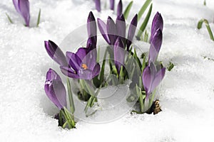 Crocus and spring snowflake in the snow photo