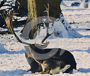 Deer buck at the grooming in winter photo