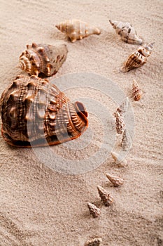 Various seashells lying on the beach sand arranged in a composition.