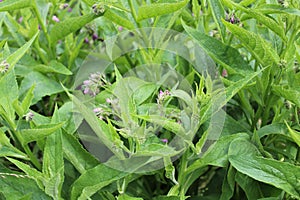 Field of comfrey with blossoms