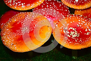 Field of fly agarics in the forest