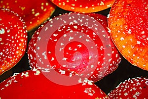 Field of fly agarics in the forest