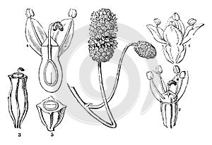 Picture, shows, five, stages, Sanguisorba, Officinalis vintage illustration
