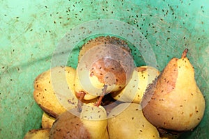 Fruit flies on rotten pears photo