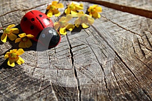 Ladybird and flowers on a tree trunk