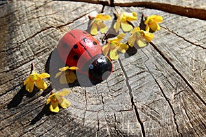 Ladybird and flowers on a tree trunk