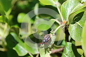 Little bug in the garden