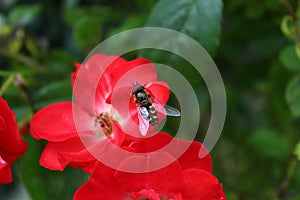 Little hoverfly on a rose