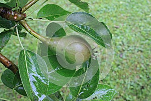 Little pears after the rain