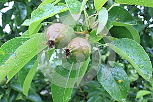 Little pears after the rain