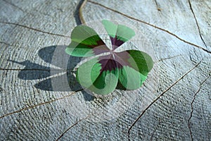 Lucky clover on a tree trunk