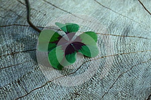 Lucky clover on a tree trunk