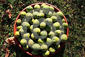 Many ripe walnuts with shells