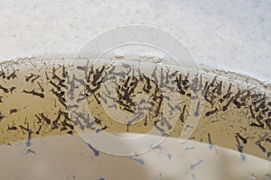 Mosquito larvas in the water