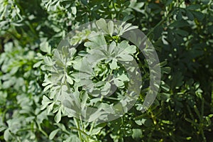 Olive herbs in the garden