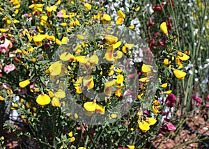 Papilionaceous flower in the garden