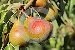 Pears after the rain