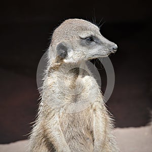 Portrait of a little, cute meerkat