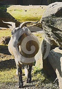 Posing goat in the outdoor enclosure photo