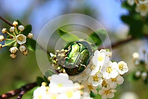 Rose chafer in the blossoming snowberry bush