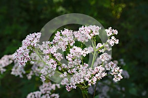 Sharpleaf valerian in the forest