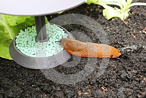 A snail on a snail trap photo