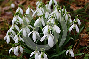 Snowdrops in the meadow in the winter
