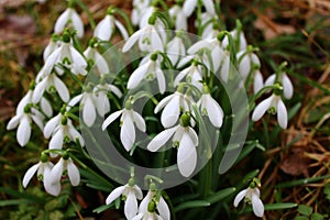 Snowdrops in the meadow in the winter