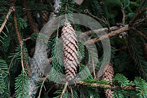 Spruce cone on a spruce