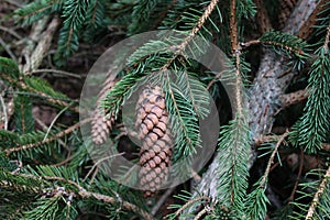 Spruce cone on a spruce