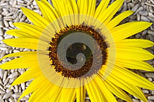 Sunflower with a face and seeds