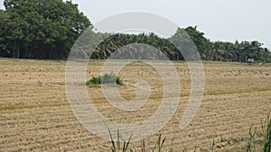 This picture shows support and sharing between farmers and birds.