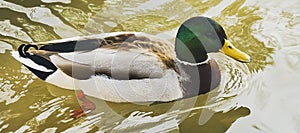 Swimming mallard duck in the outdoor enclosure photo