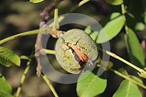 Walnut on a tree