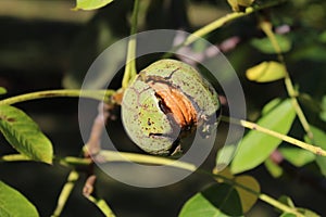 Walnut on a tree