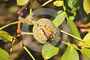 Walnut on a tree