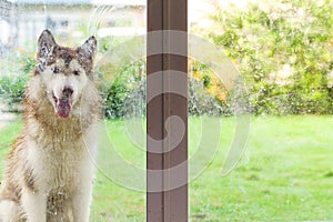Picture of a Siberian dog outside a glass door wanting to enter the house