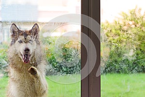 Picture of a Siberian dog outside a glass door wanting to enter the house