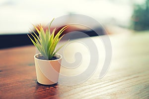 Picture of a single plant on a table of a co-working space