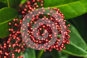 A picture of Skimmia flower bud in the garden.