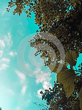 Picture of skyblue sky and trees. nature photo photo