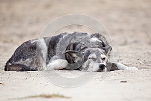 picture of a sleeping dog