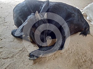 A picture of a sleeping goat in a village in India.