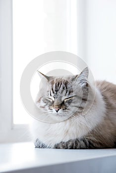 Picture of sleeping kitten on window