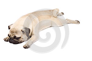 Picture of a sleepy pug standing down